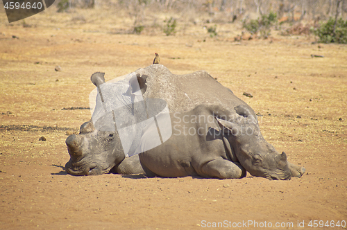 Image of Rhino missing a horn relaxing on the savannah