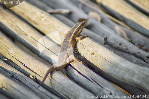 Image of Small lizard climbing a pile of branches