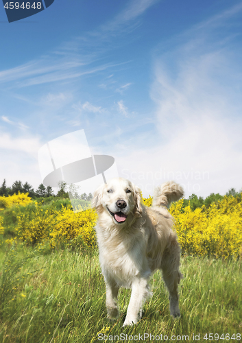 Image of Cute dog on a meadow in the summer