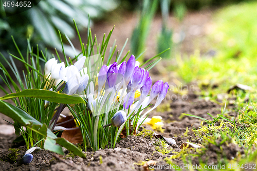 Image of Colorful crocus flowers blooming in a flowerbed