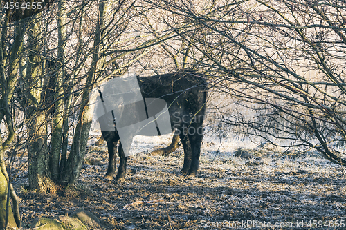 Image of Black cow standing in some trees