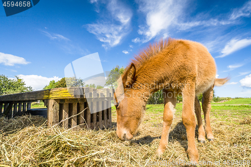 Image of Small horse eating hay at a farm