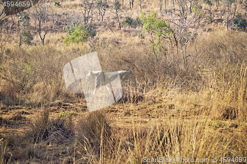 Image of Female lion walking in the grass