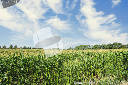 Image of Corn field in the summer with fresh green maize