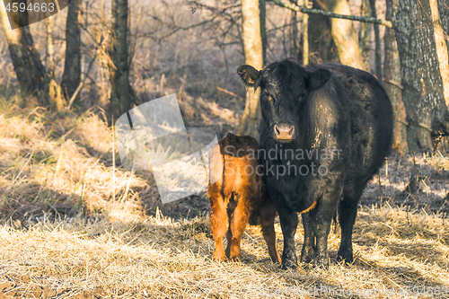 Image of Calf with the mother cow near a forest