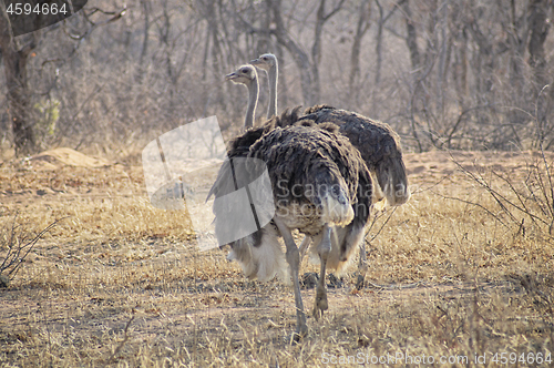 Image of Ostrich couple on the dry savannah