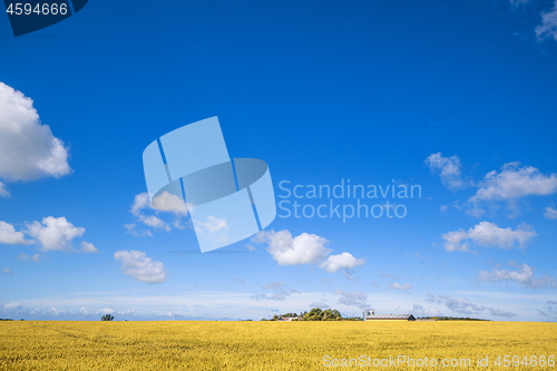 Image of Farm in a countryside landscape with golden fields