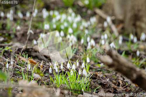 Image of Snowdrop flowers growing in a forest