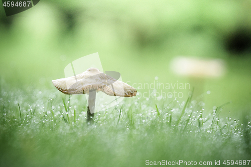 Image of Mushroom on a green lawn in the fall