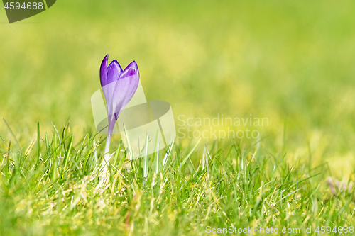 Image of Purple crocus flower on a green lawn