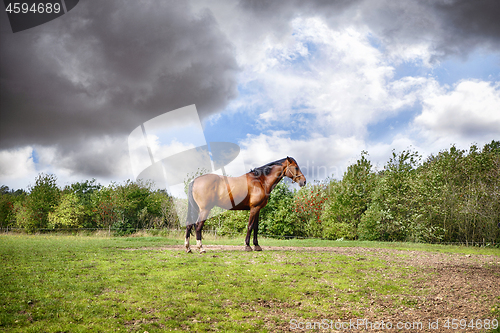 Image of Brown horse standing on a green field