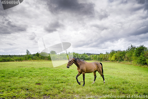 Image of Brown horse walking on a green field in cloudy weather