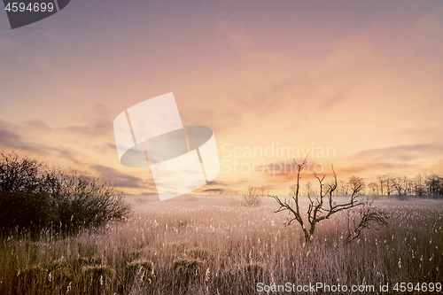 Image of Tree silhouettes in a magical morning sunrise