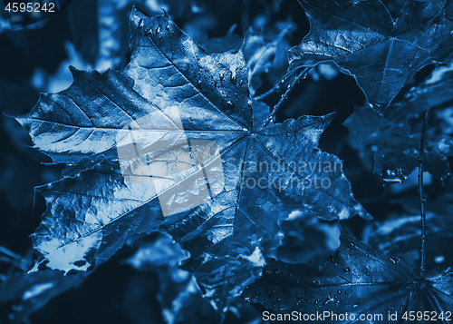 Image of Dark Blue Leaves With Water Drops Close-up