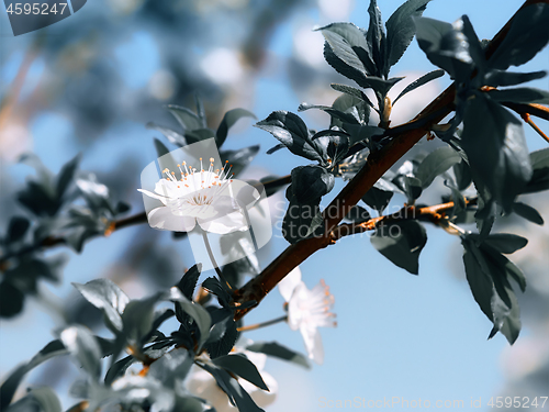 Image of Spring Flowers Of Plum or Cherry Blossoms Close-up