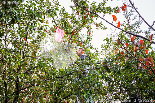 Image of Man Gathering Ripe Apples From Garden Trees