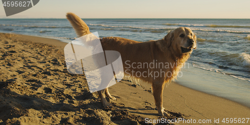 Image of Dog On The Beach