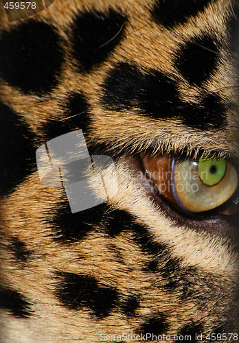 Image of Leopard's eye