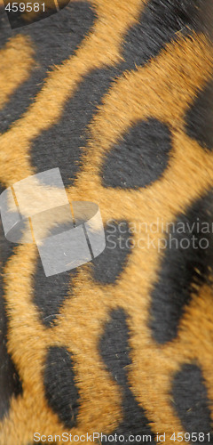 Image of Leopard