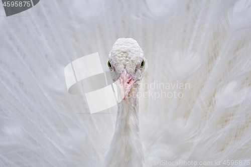 Image of Portrait of White Peacock