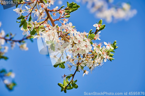 Image of Blossoming of Almond