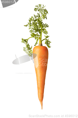 Image of Fresh natural vertical carrot root with green leaf.