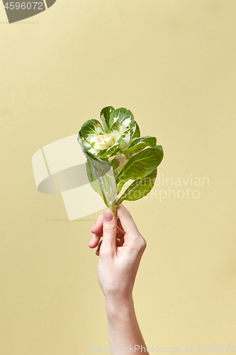 Image of Woman hand holds green tropical leaves plant.