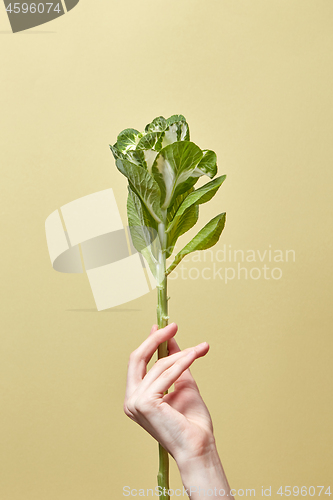 Image of Natural green leaf plant in a woman\'s hand.