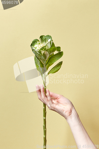 Image of Woman\'s fingers hold long plant with green leaves.