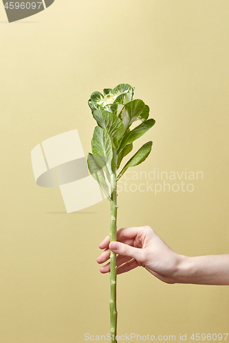 Image of Green leaf plant in a woman\'s hand.