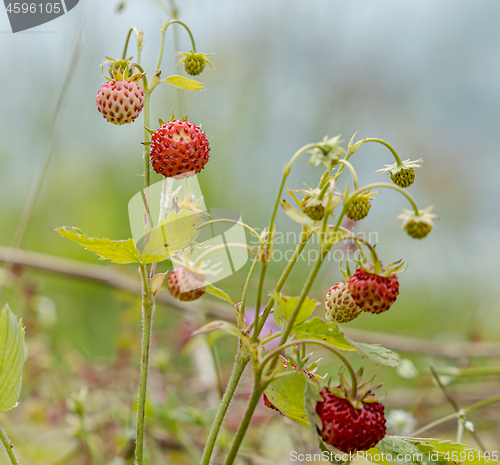 Image of Berry of ripe strawberries close up. Nature of Norway