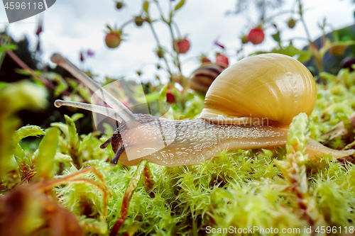 Image of Snail slowly creeping along super macro close-up