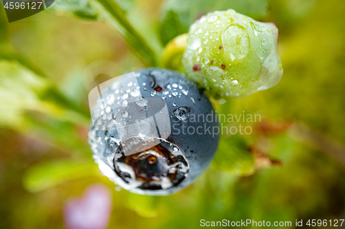 Image of Blueberry antioxidants on a background of Norwegian nature.