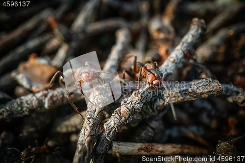 Image of Red forest ant macro close up