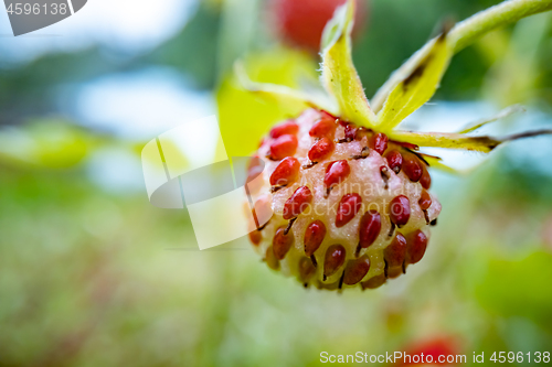 Image of Berry of ripe strawberries close up. Nature of Norway