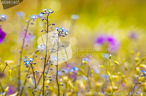 Image of Myosotis close up.