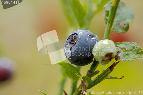 Image of Blueberry antioxidants on a background of Norwegian nature.