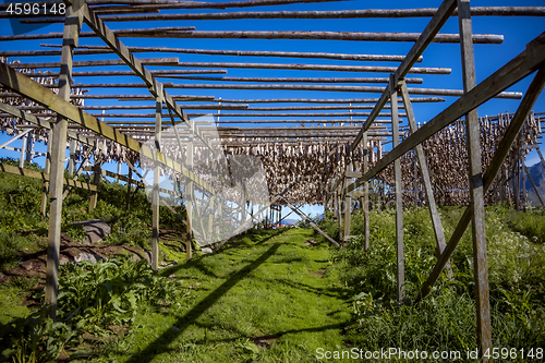 Image of Fish heads drying on racks Norway