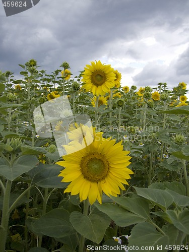 Image of Sunflower