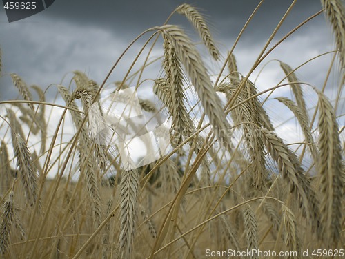 Image of field