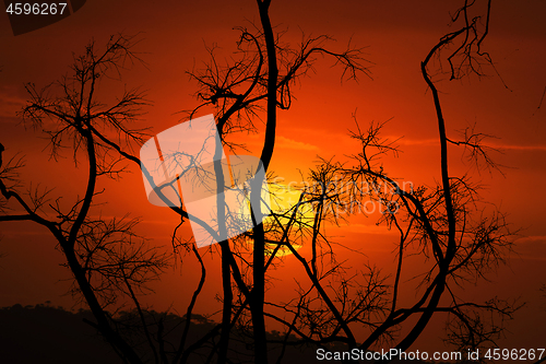 Image of Burnt and blackened branches after bush fires in Australia