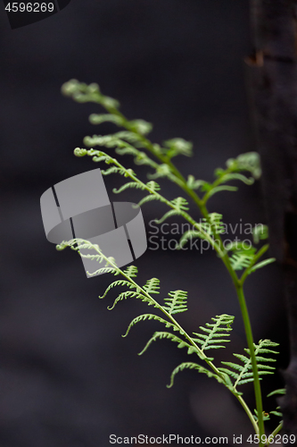 Image of A young fern springs up after bush fire