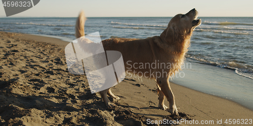 Image of Dog On The Beach