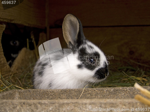 Image of Cute rabbit