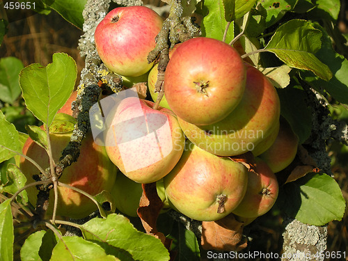 Image of Red apples