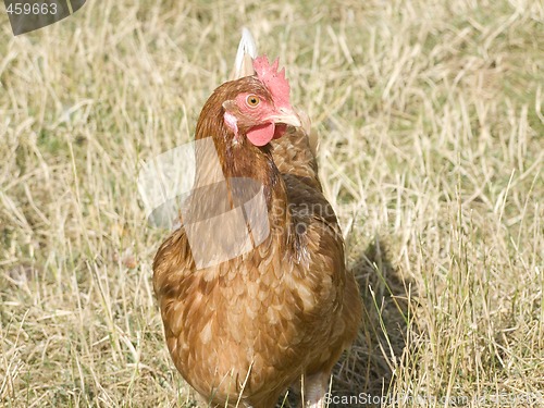 Image of Chicken