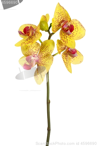 Image of Orchid flower on white