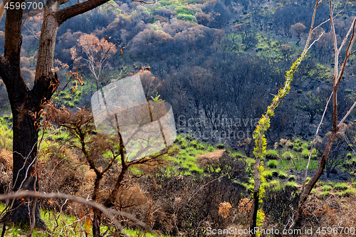 Image of Trees sprouting new leaves after bush fires