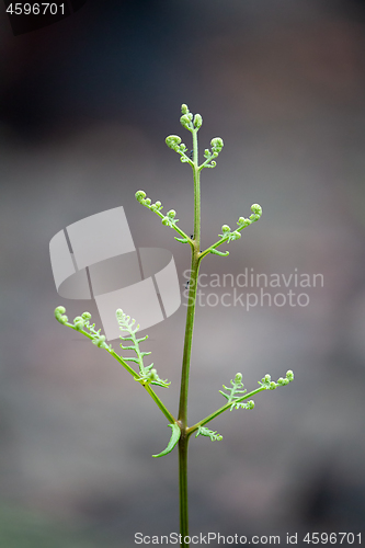 Image of Fern in growth stage after bush fire