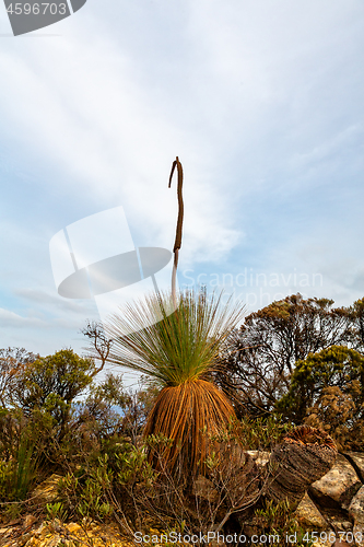 Image of Grass tree flower spike